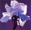 8.webp