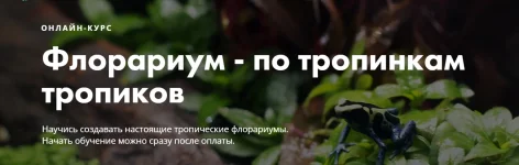 0.webp