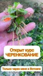 0.webp