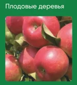 0.webp