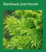 0.webp