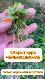 0.webp