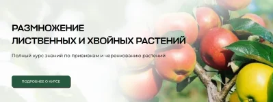 0.webp
